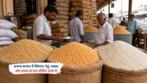 अनाज बाजार में गेहूं, मक्का और चावल के दाम स्थिर बने हुए हैं।