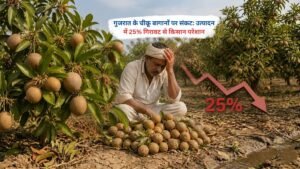 गुजरात में चीकू उत्पादन में गिरावट से प्रभावित बागान