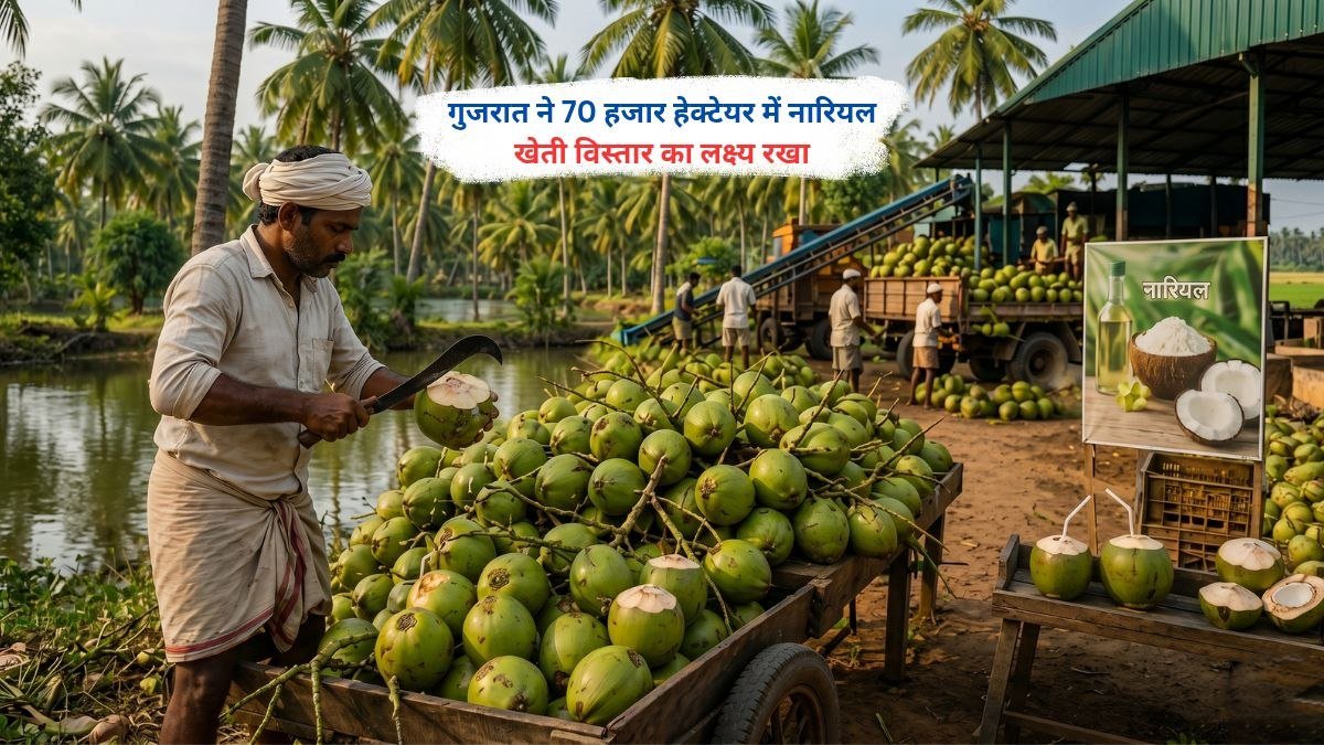 गुजरात में नारियल खेती के विस्तार को लेकर किसानों के बीच नारियल के पेड़ों का दृश्य