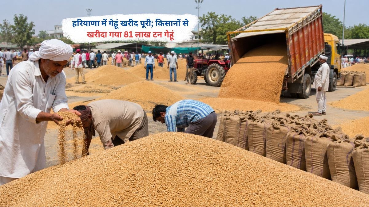 हरियाणा में किसानों से 81 लाख टन गेहूं की खरीद करते अधिकारी और किसान