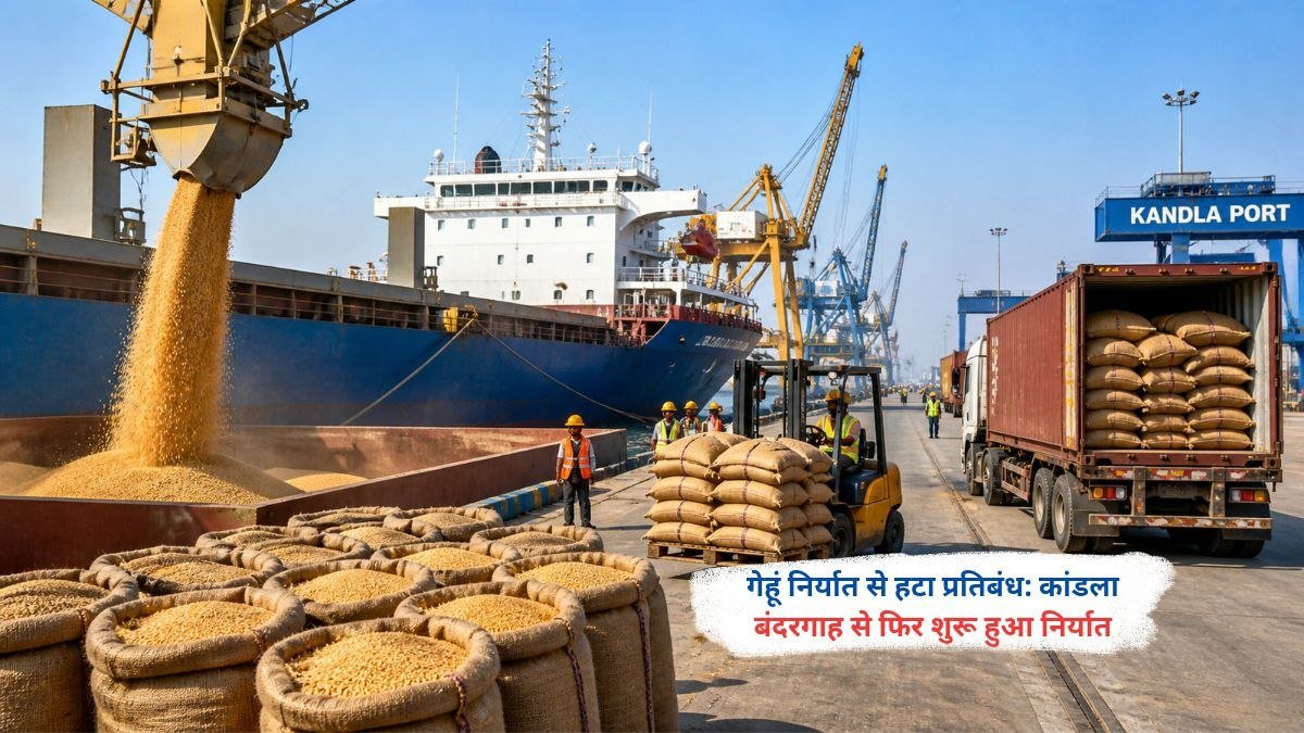 भारत में गेहूं निर्यात प्रतिबंध हटने के बाद कांडला बंदरगाह से गेहूं की लोडिंग और निर्यात का दृश्य