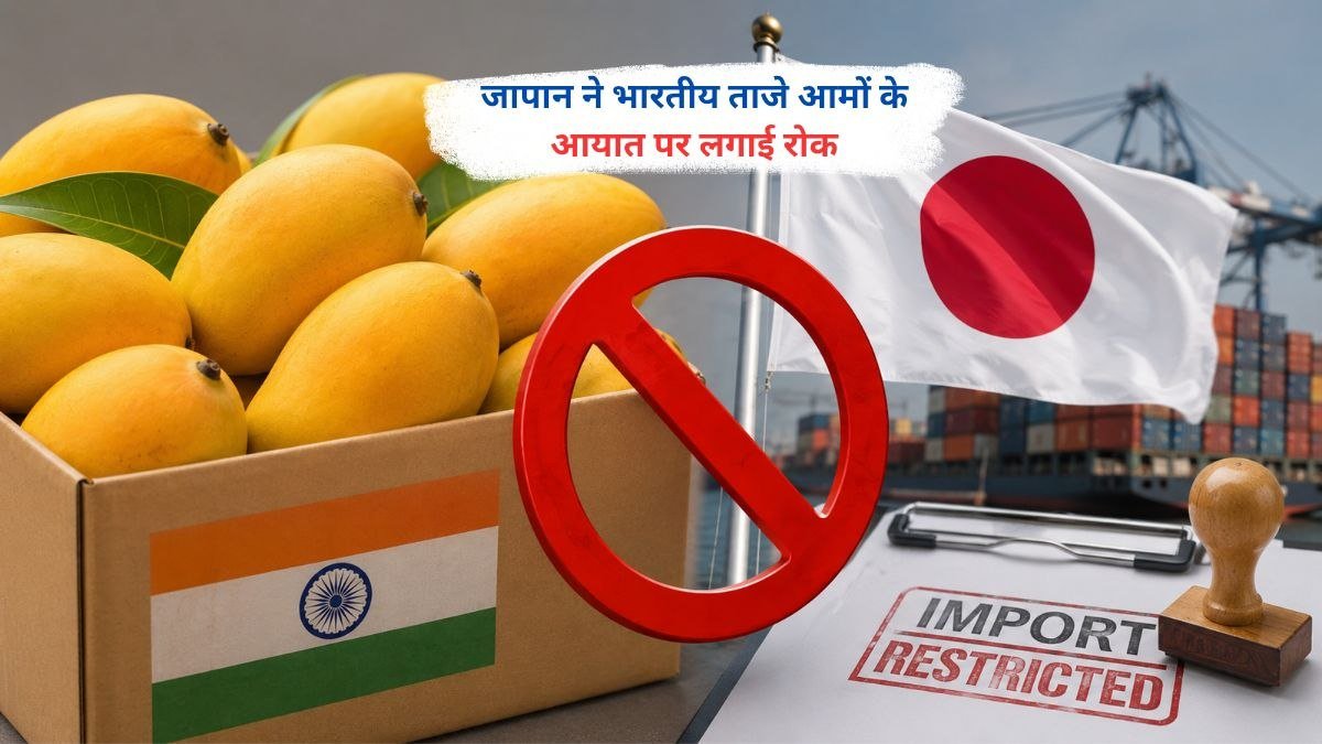 जापान द्वारा भारतीय ताजे आमों के आयात पर रोक के बाद निर्यात के लिए तैयार आम