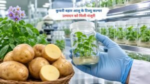 कुफरी बहार आलू के टिश्यू कल्चर उत्पादन को मिली मंजूरी से उन्नत बीज उत्पादन को बढ़ावा