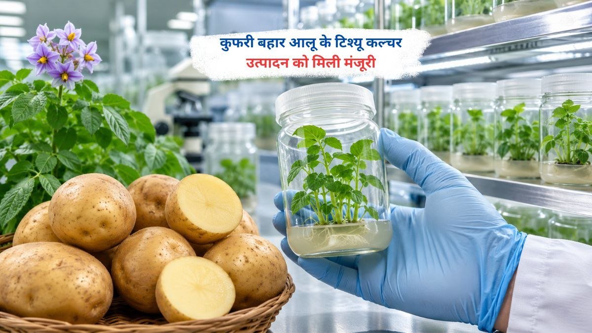कुफरी बहार आलू के टिश्यू कल्चर उत्पादन को मिली मंजूरी से उन्नत बीज उत्पादन को बढ़ावा