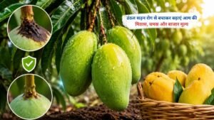 डंठल सड़न रोग से प्रभावित आम और रोग नियंत्रण की जानकारी