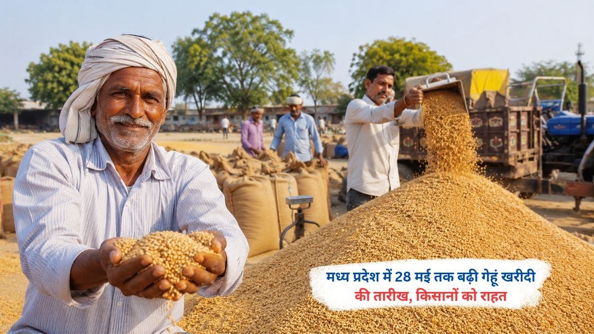 मध्य प्रदेश में 28 मई तक बढ़ी गेहूं खरीदी की तारीख
