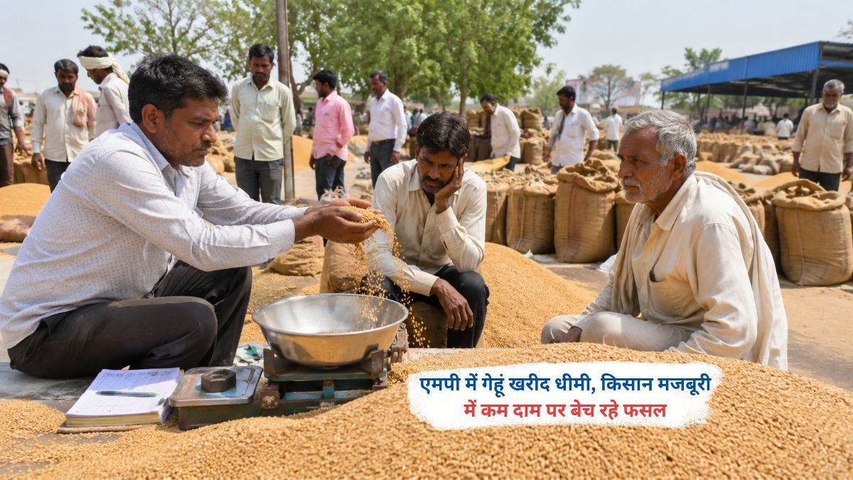 एमपी में गेहूं खरीद केंद्र पर किसान अपनी फसल बेचते हुए, धीमी खरीद प्रक्रिया के कारण परेशानी