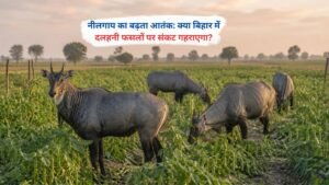 बिहार के खेत में नीलगाय के कारण दलहनी फसल को हुआ नुकसान, खेत में बर्बाद खड़ी फसल का दृश्य
