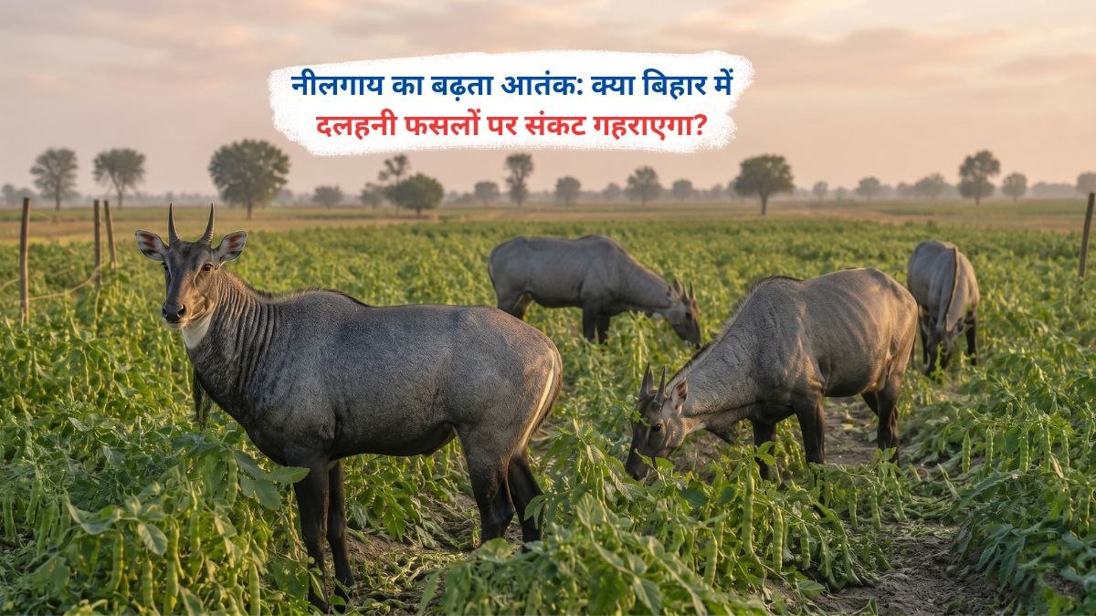 बिहार के खेत में नीलगाय के कारण दलहनी फसल को हुआ नुकसान, खेत में बर्बाद खड़ी फसल का दृश्य