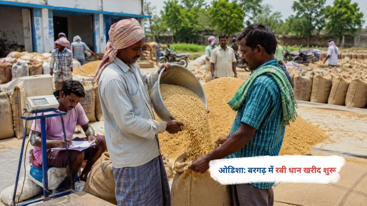ओडिशा के बरगढ़ में रबी धान खरीद केंद्र पर धान लेकर पहुंचे किसान