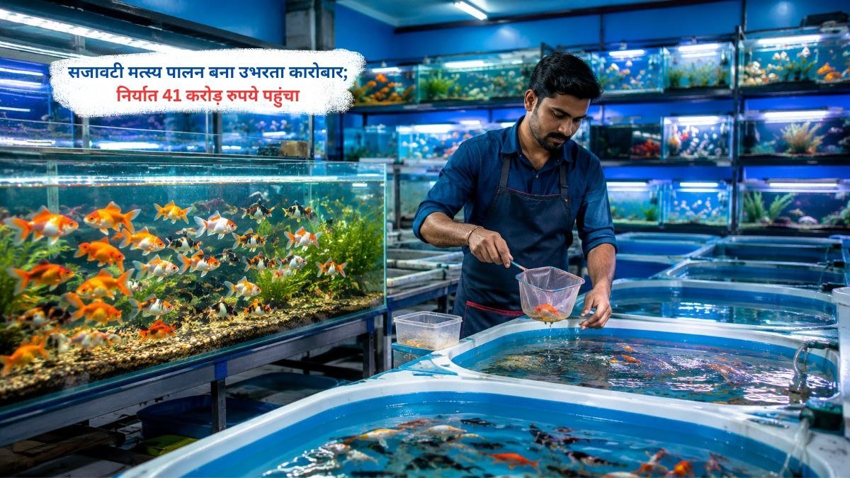 सजावटी मत्स्य पालन के लिए एक्वेरियम मछलियों की देखभाल करते किसान