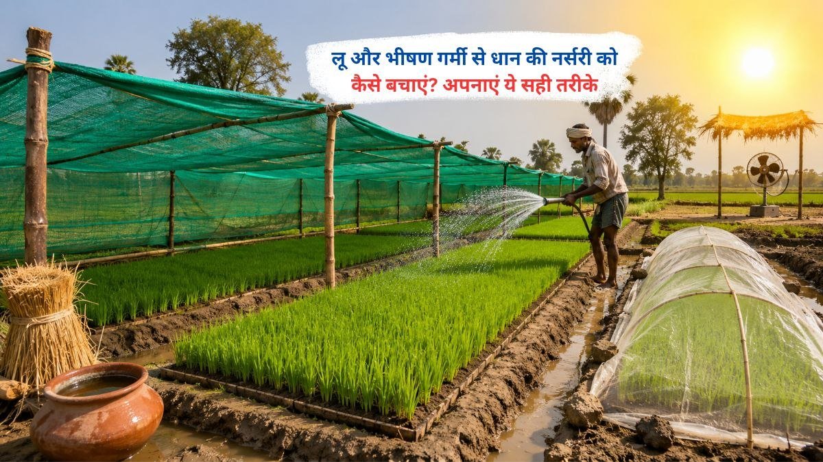 लू और भीषण गर्मी से बचाव के लिए धान की नर्सरी में सिंचाई करते किसान