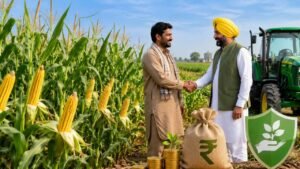 पंजाब सरकार द्वारा मक्का प्रोत्साहन योजना का दायरा बढ़ाने से मक्का किसानों को लाभ मिलता हुआ दृश्य