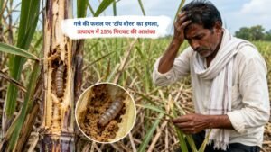 टॉप बोरर के प्रकोप से प्रभावित गन्ने की फसल का दृश्य