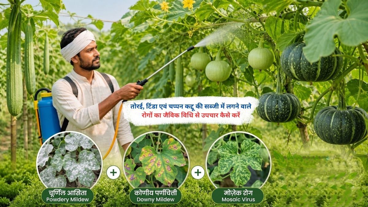 तोरई, टिंडा और चप्पन कद्दू की फसल में रोग और उनका जैविक उपचार