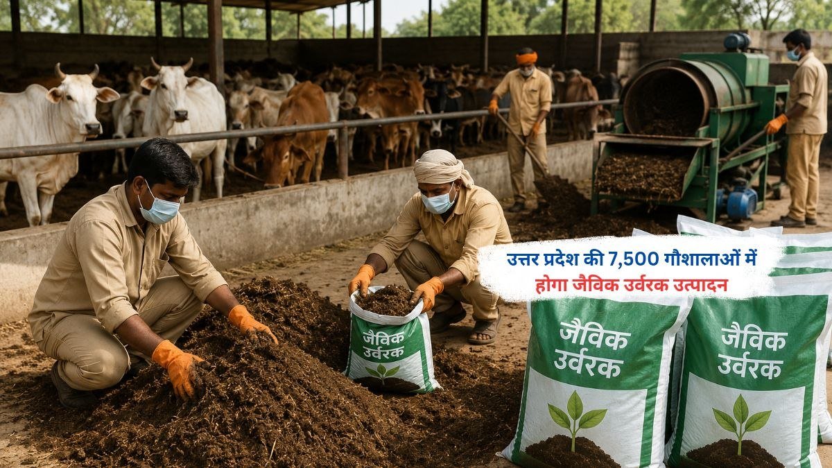 उत्तर प्रदेश की गौशाला में जैविक उर्वरक उत्पादन के लिए गोबर से खाद तैयार करते कर्मचारी
