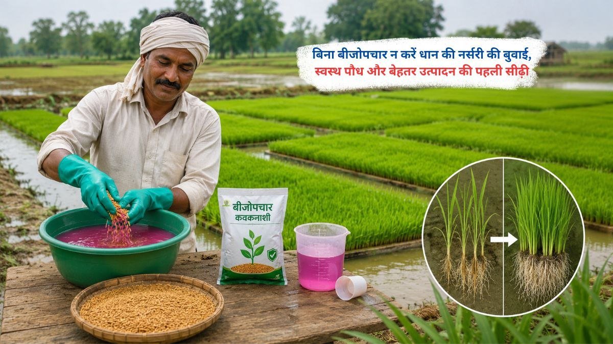 धान की नर्सरी की बुवाई से पहले बीजोपचार करते किसान