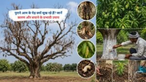पुराने आम के पेड़ की सूखती शाखाएं और प्रभावित पत्तियां