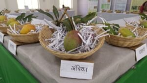सघन बागवानी के लिए CISH लखनऊ द्वारा विकसित अंबिका आम की उन्नत किस्म