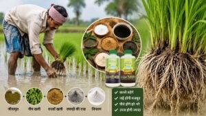धान की रोपाई में DAP का विकल्प बताते हुए किसान धान की रोपाई करते हुए