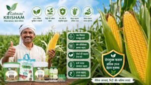 गैलवे कृषम के जैविक उत्पादों के साथ रोगमुक्त मक्के की बेहतरीन फसल