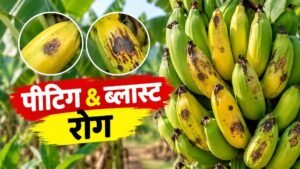 केले के फल में पीटिंग और ब्लास्ट रोग के लक्षण