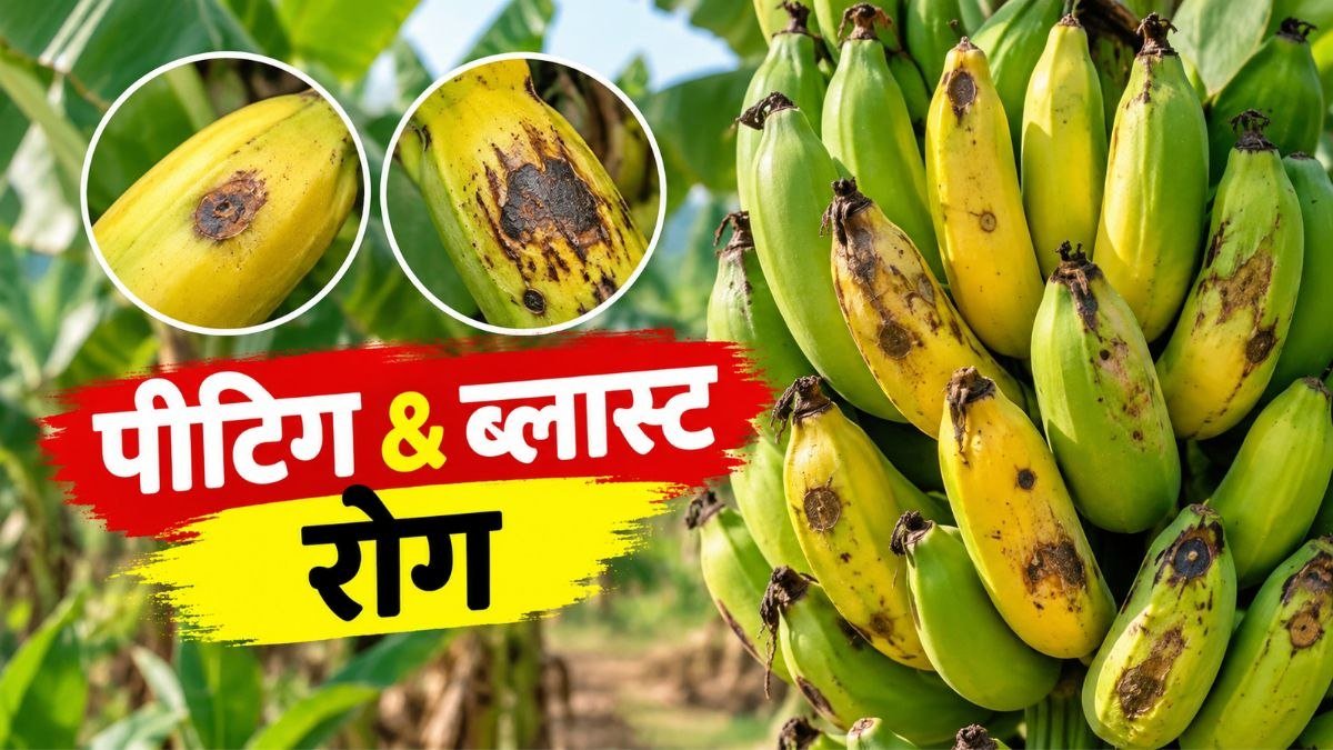 केले के फल में पीटिंग और ब्लास्ट रोग के लक्षण