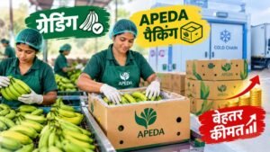 केले की ग्रेडिंग और APEDA पैकिंग