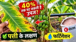 केले में पोटाश की कमी के पत्ती लक्षण और फर्टिगेशन