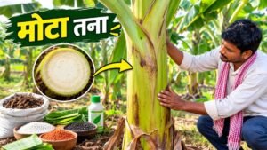 केले का तना मोटा और मजबूत करने के लिए पोषण प्रबंधन