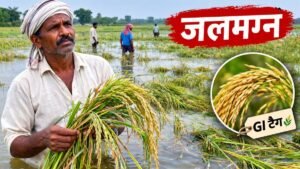 भागलपुर में जलजमाव से प्रभावित कतरनी धान की फसल