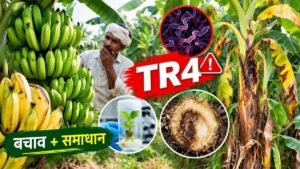 कावेन्डीश और G-9 केले की खेती में पनामा विल्ट TR4 से बचाव