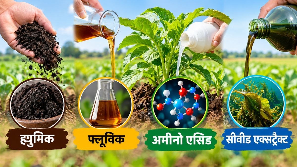 ह्यूमिक, फ्लूविक, अमीनो एसिड और सीवीड एक्सट्रैक्ट का फसल में उपयोग