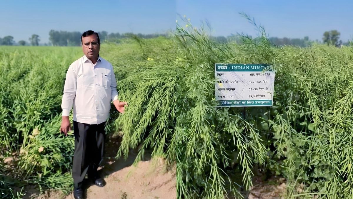 सरसों RH 1975 की फसल और HAU हिसार की उन्नत किस्म