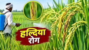 धान में हल्दिया रोग से प्रभावित फसल और छिड़काव