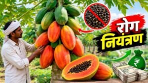 रेड लेडी पपीता की खेती में स्वस्थ पपीते के फल