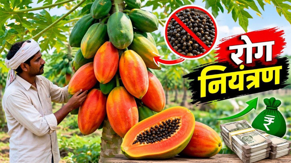 रेड लेडी पपीता की खेती में स्वस्थ पपीते के फल