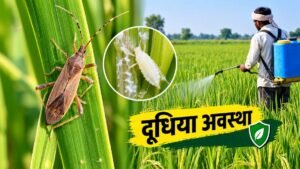 धान की बालियों पर गंधी कीट का प्रकोप