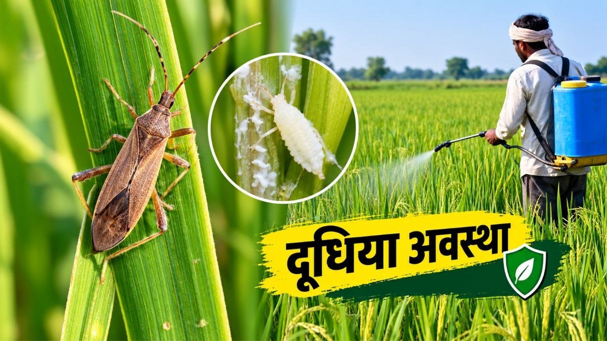 धान की बालियों पर गंधी कीट का प्रकोप