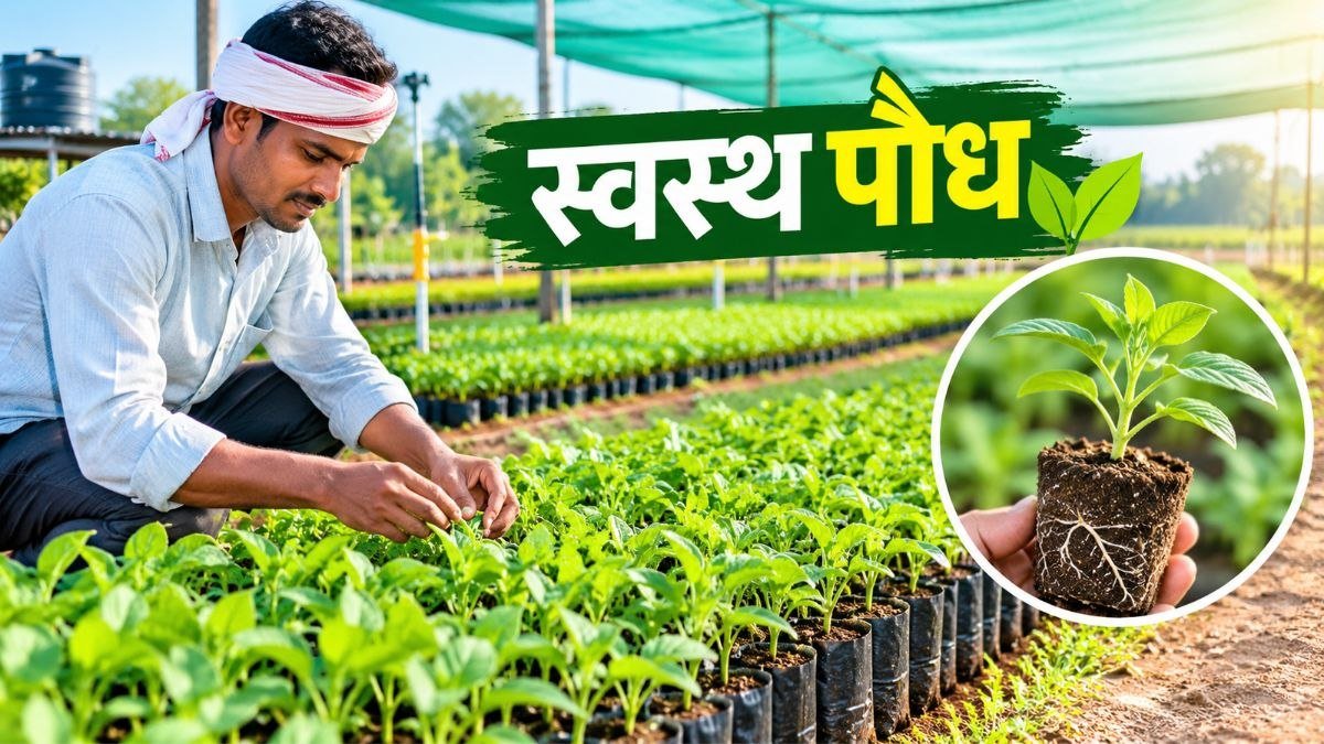 प्रो-ट्रे में स्वस्थ पौध तैयार करते किसान