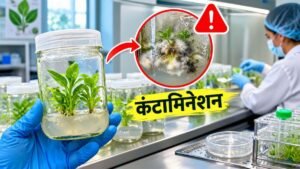 टिशू कल्चर लैब में कंटामिनेशन की वैज्ञानिक रोकथाम