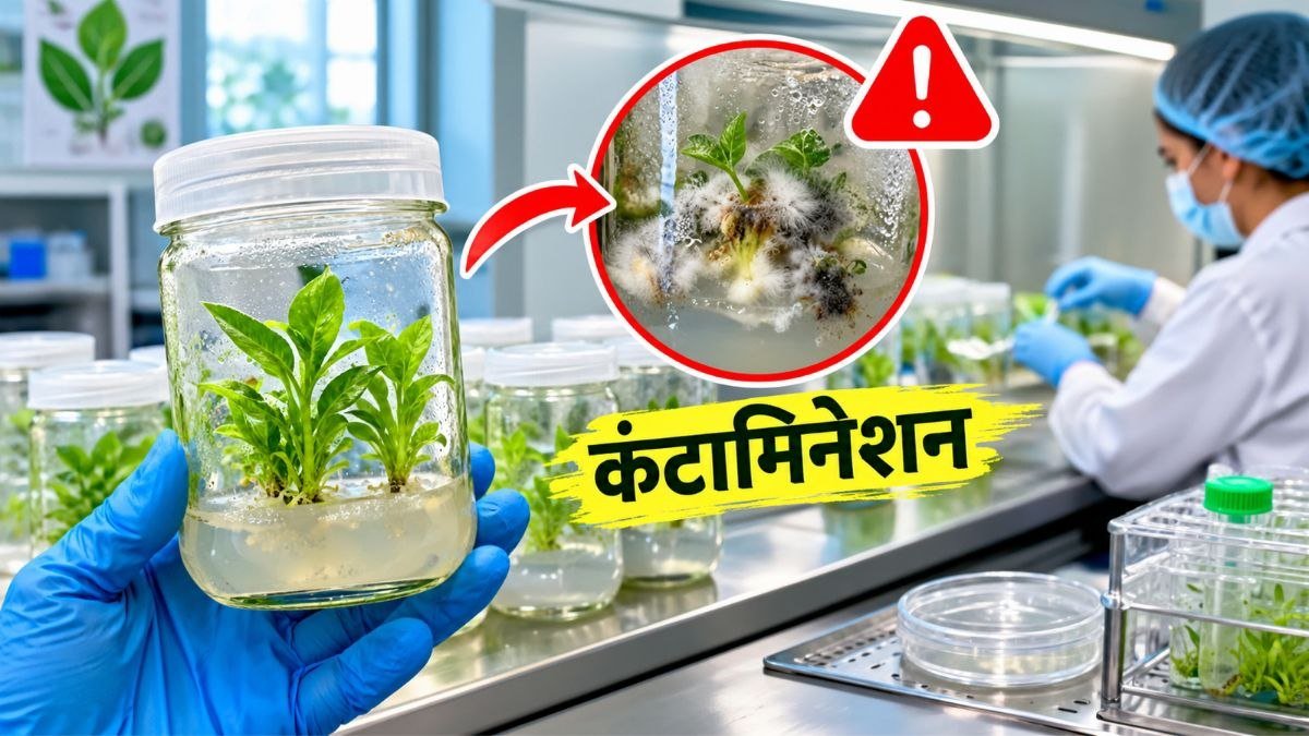 टिशू कल्चर लैब में कंटामिनेशन की वैज्ञानिक रोकथाम