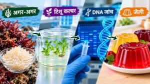 अगर-अगर के टिशू कल्चर, DNA जांच और जेली बनाने में उपयोग