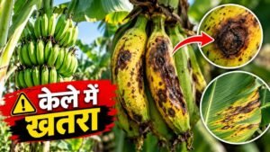केले के फल और गुच्छे पर एन्थ्रेक्नोज कॉम्प्लेक्स रोग के लक्षण
