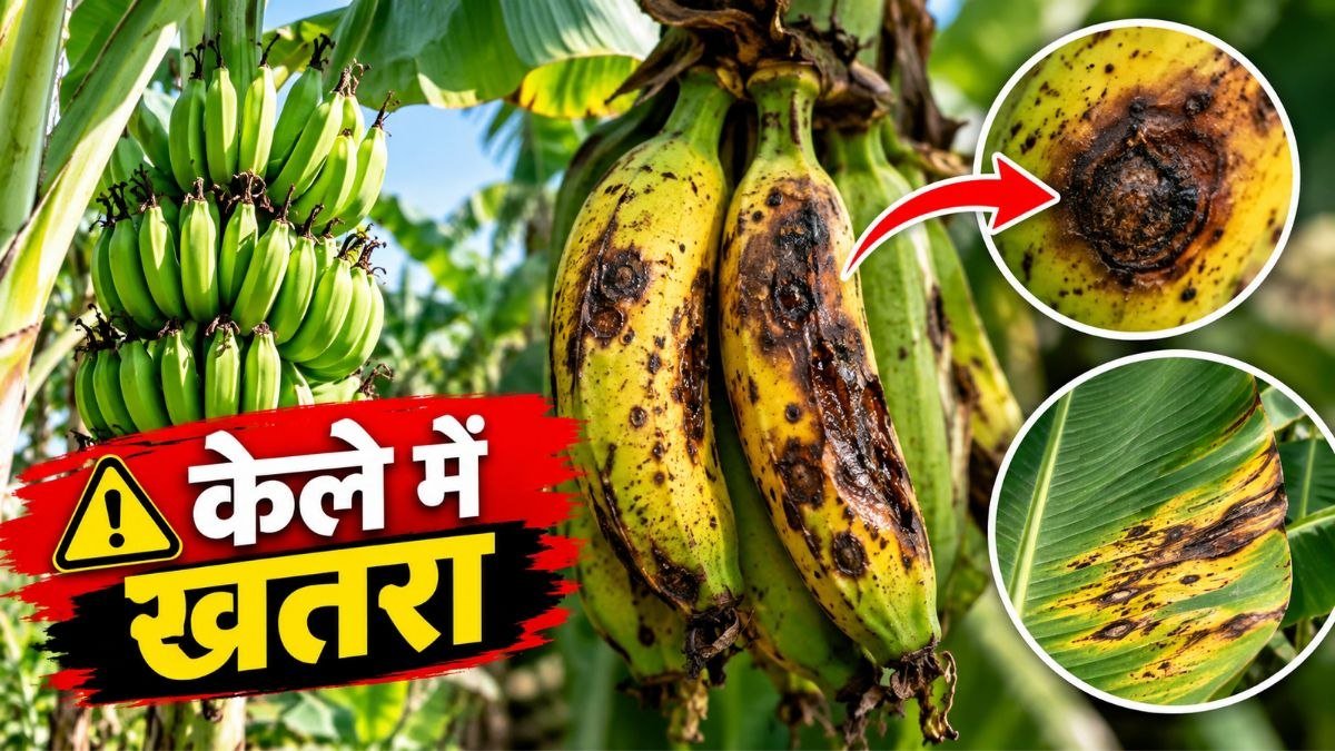 केले के फल और गुच्छे पर एन्थ्रेक्नोज कॉम्प्लेक्स रोग के लक्षण