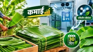 केले के पत्तों को 5°C कोल्ड स्टोरेज में एथिलीन स्कैवेंजर के साथ सुरक्षित रखने की तकनीक