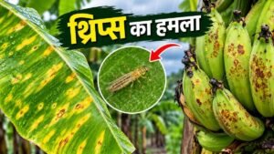 केले की पत्तियों पर थ्रिप्स के कारण पीले धब्बे और फलों पर जंग जैसे निशान