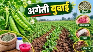 मटर की अगेती बुवाई और हरी मटर की स्वस्थ फसल