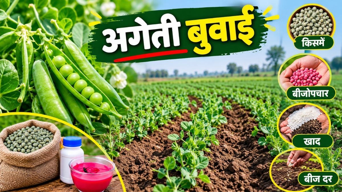 मटर की अगेती बुवाई और हरी मटर की स्वस्थ फसल