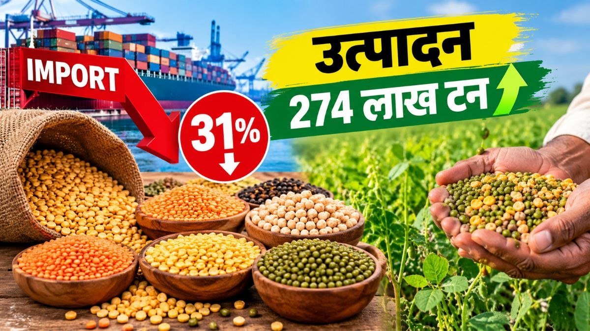भारत में दलहन आयात में 31 प्रतिशत गिरावट और उत्पादन बढ़कर 274 लाख टन होने का समाचार